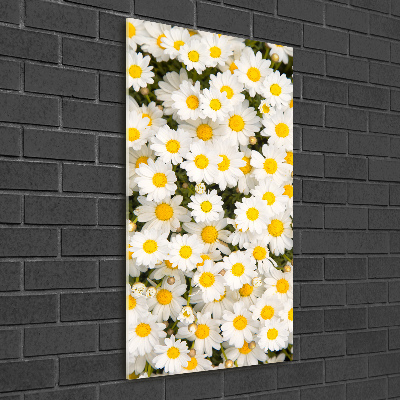 Photo printed on glass Stokrotka flowers