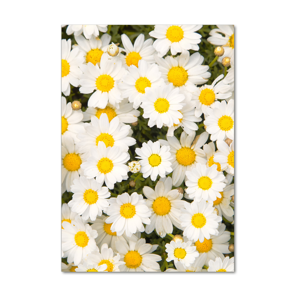 Photo printed on glass Stokrotka flowers