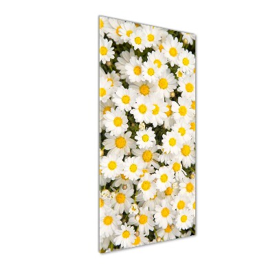 Photo printed on glass Stokrotka flowers