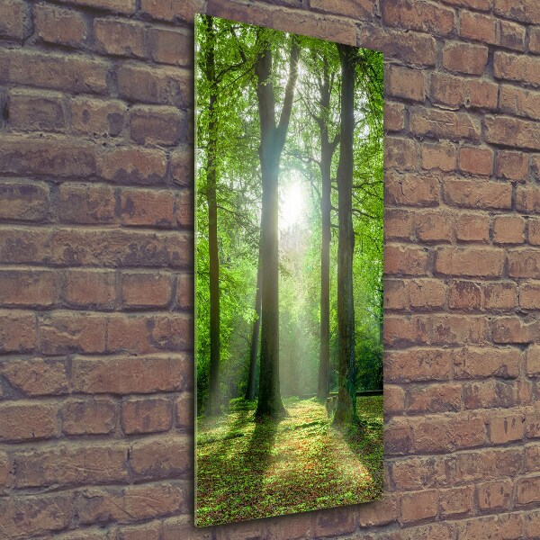 Photo printed on glass The sun in the forest