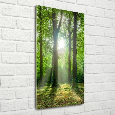 Photo printed on glass The sun in the forest