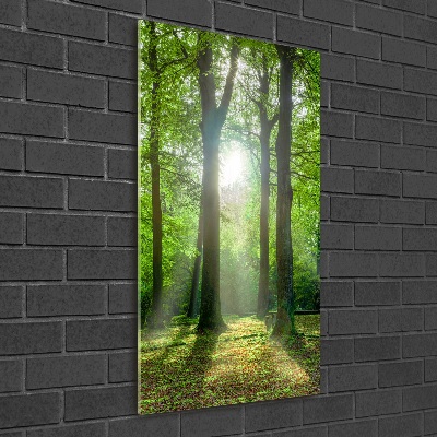 Photo printed on glass The sun in the forest