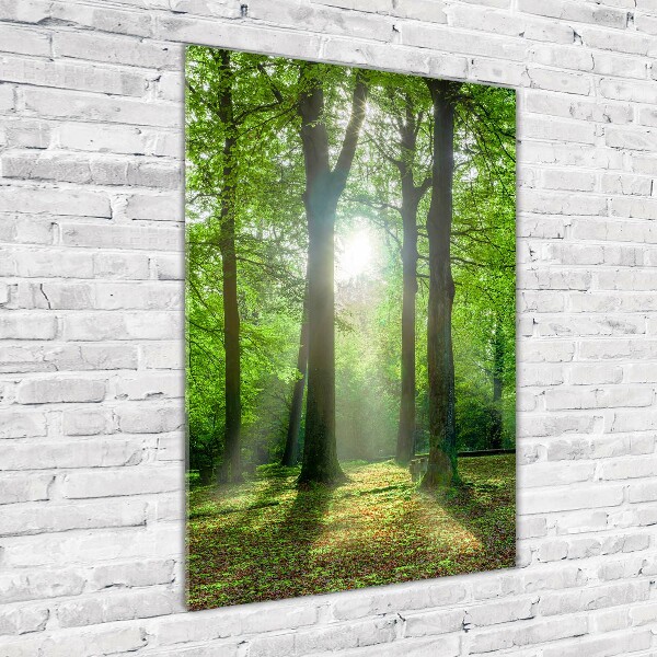 Photo printed on glass The sun in the forest