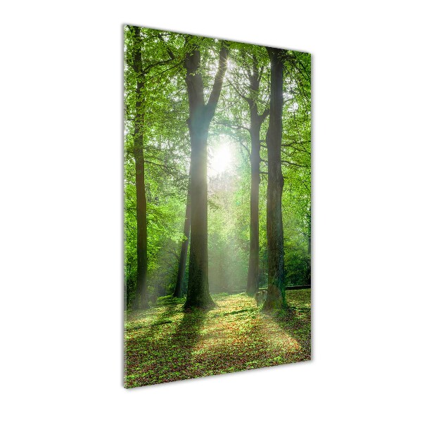 Photo printed on glass The sun in the forest