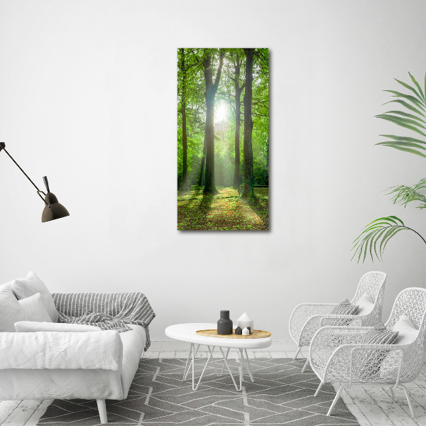 Photo printed on glass The sun in the forest