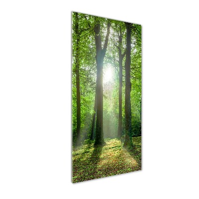 Photo printed on glass The sun in the forest