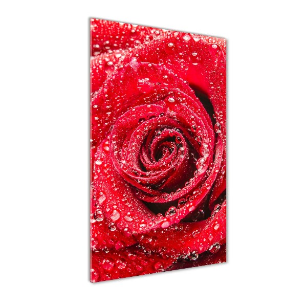 Photo printed on glass Red rose