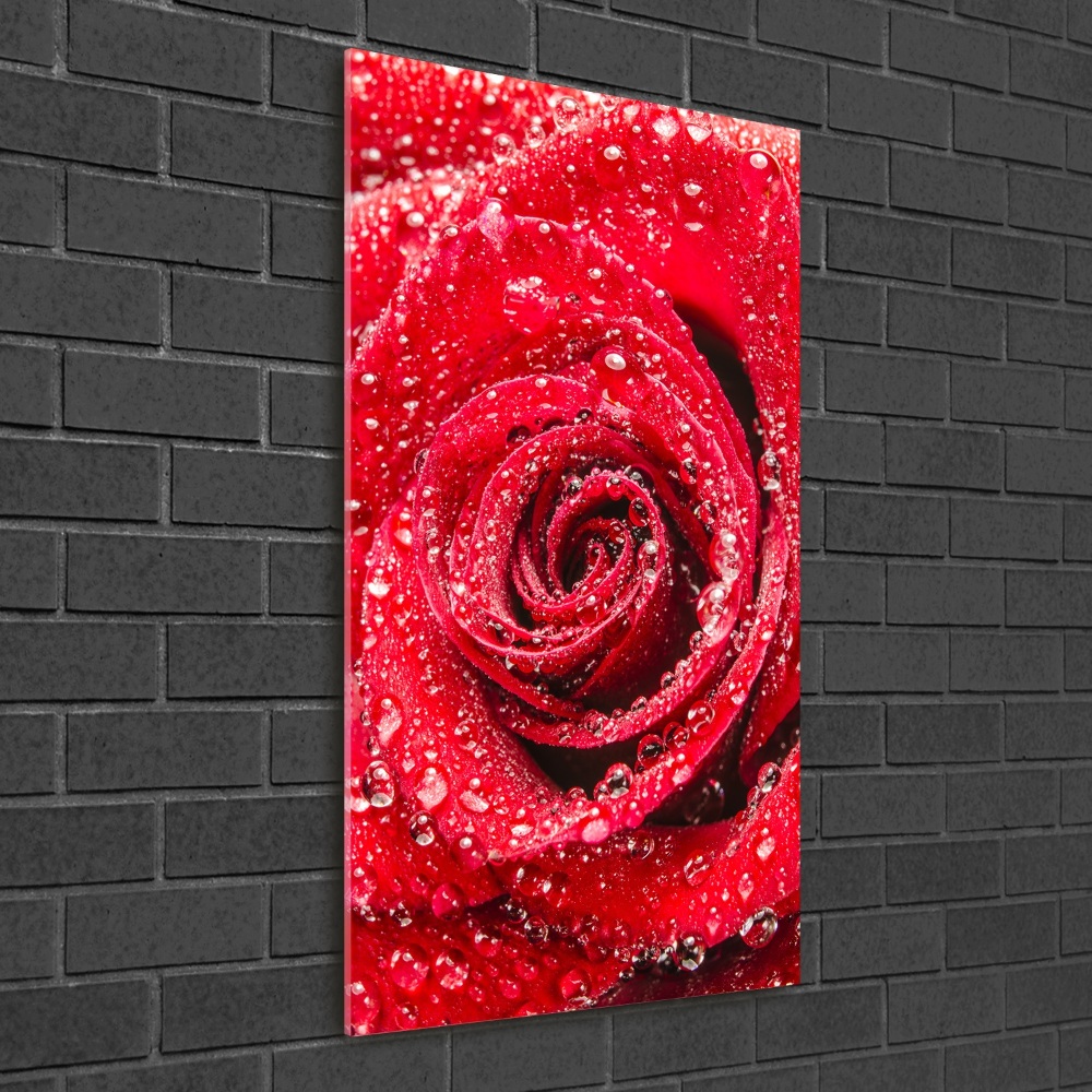 Photo printed on glass Red rose