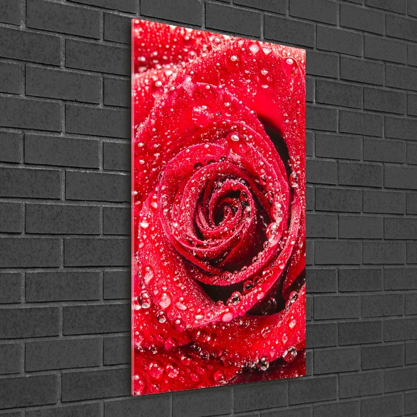 Photo printed on glass Red rose