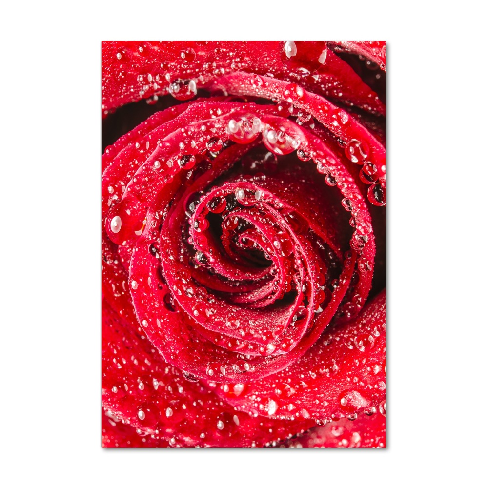 Photo printed on glass Red rose