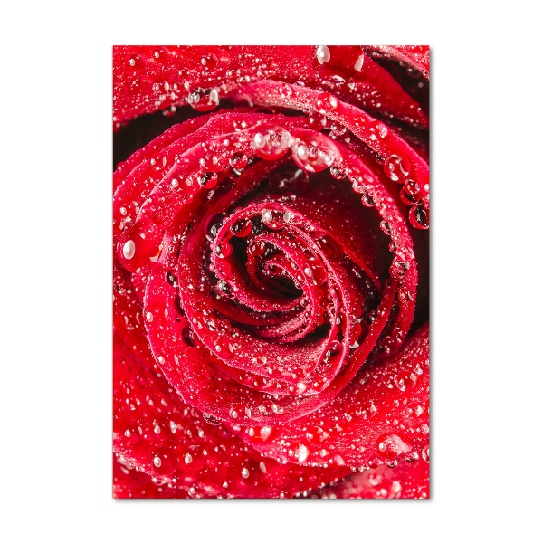 Photo printed on glass Red rose