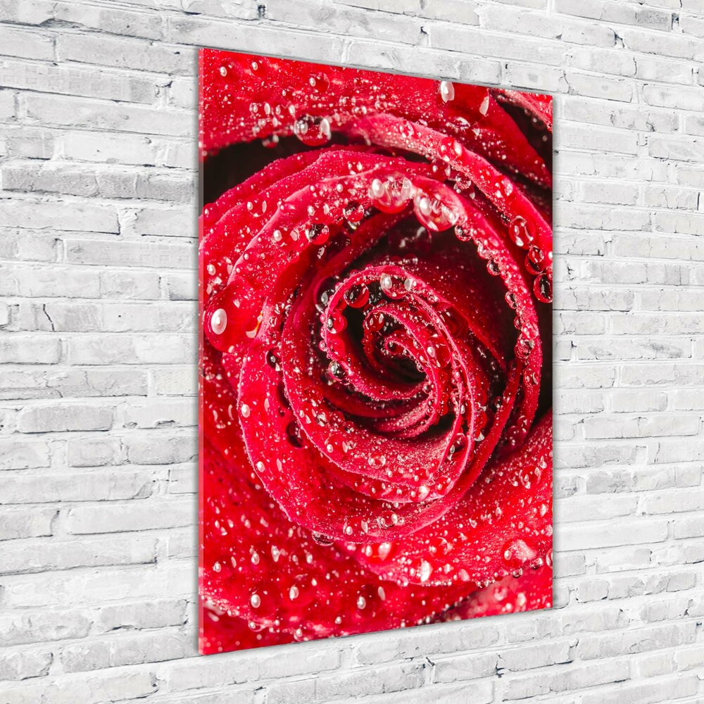 Photo printed on glass Red rose