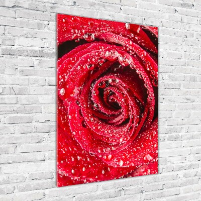 Photo printed on glass Red rose