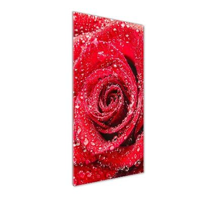 Photo printed on glass Red rose