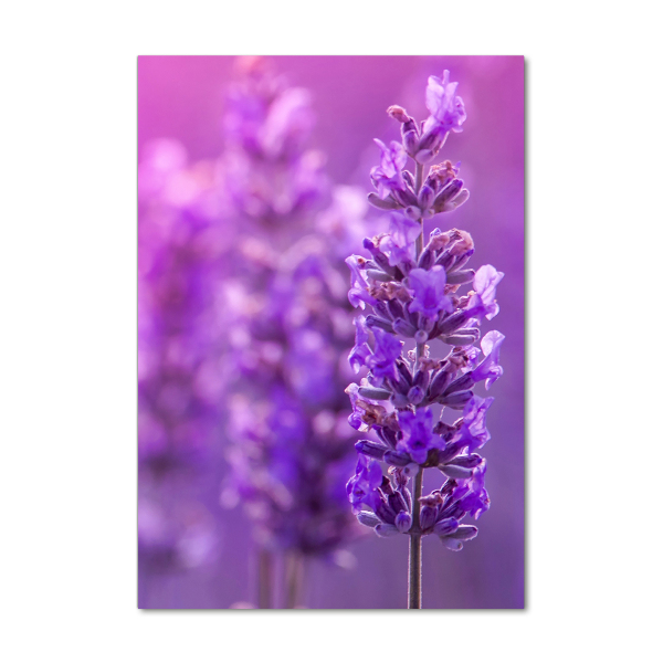 Glass picture wall art Lavender field