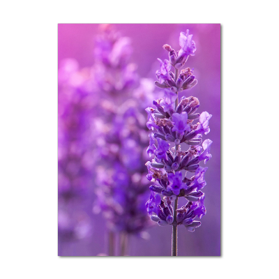 Glass picture wall art Lavender field