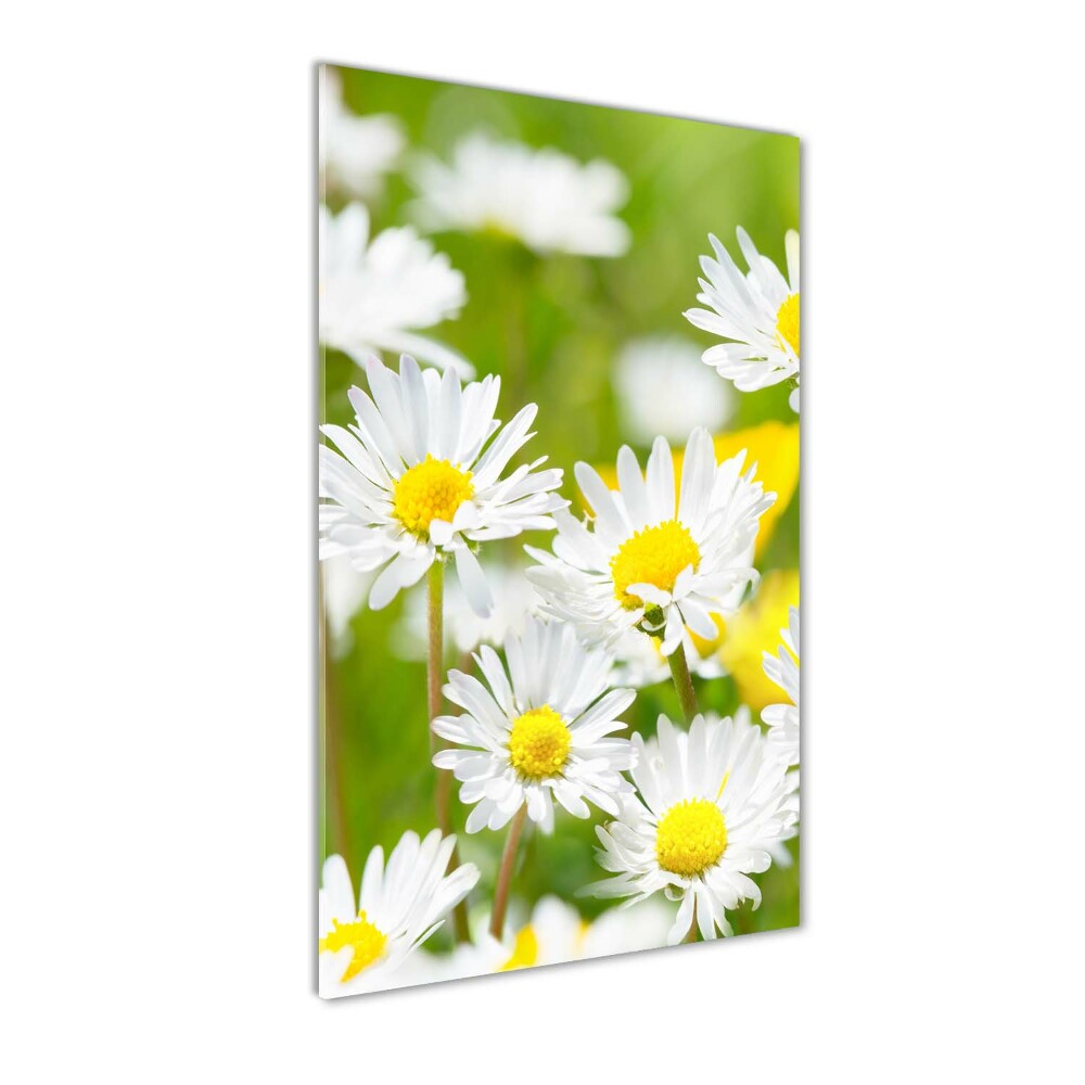 Printed glass wall art Daisy