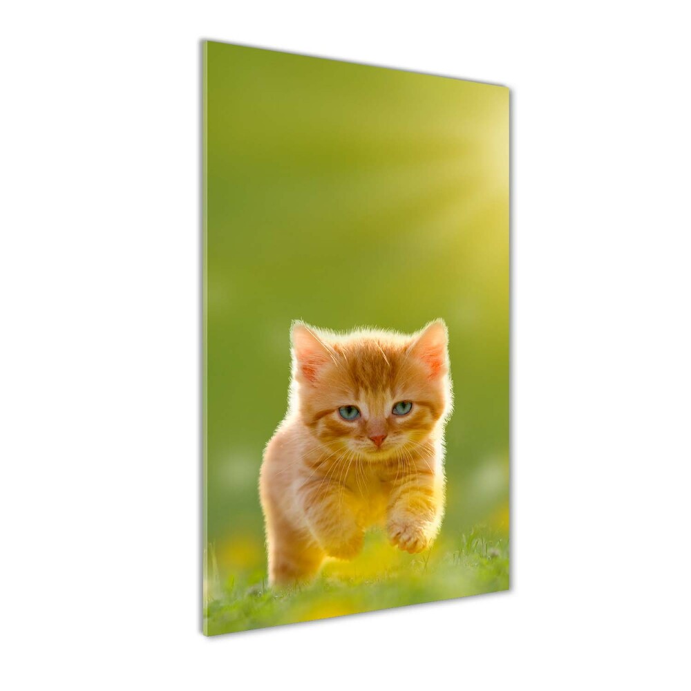 Wall art on glass Red Cat