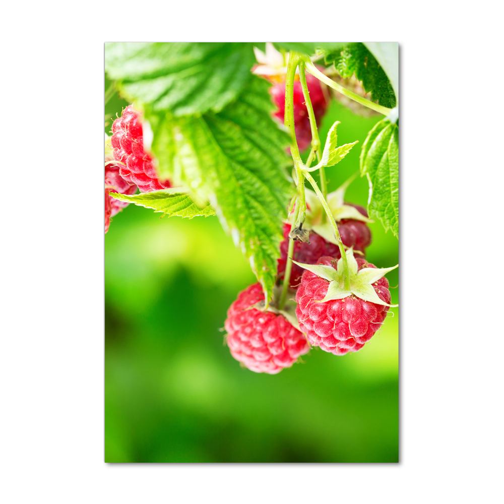 Photo printed on glass Raspberries on the bush