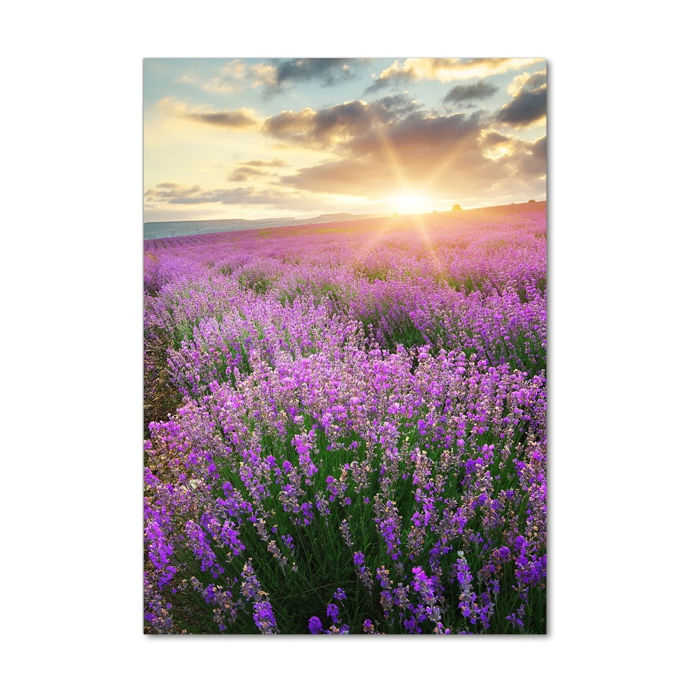 Wall art on glass Lavender field