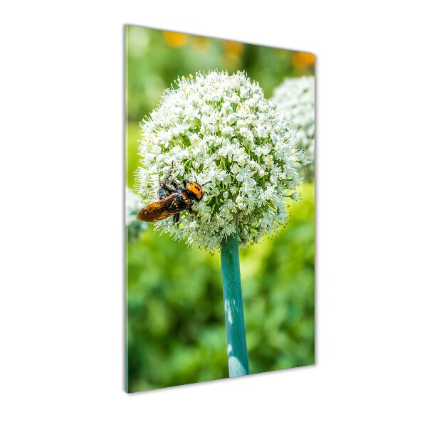 Photo printed on glass Garlic flowers