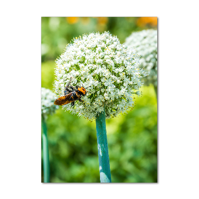 Photo printed on glass Garlic flowers