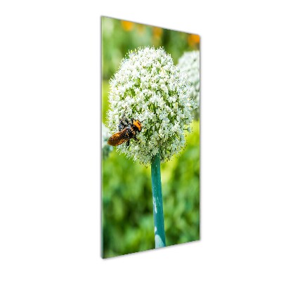 Photo printed on glass Garlic flowers