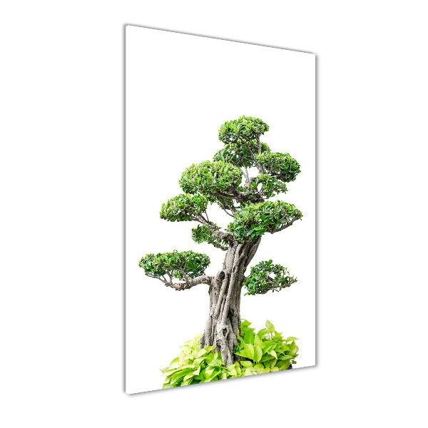 Photo printed on glass Bonsai tree