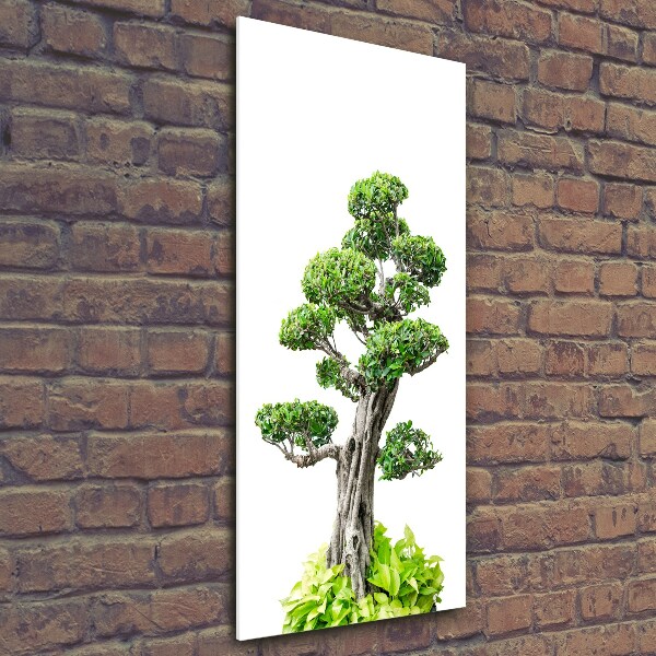 Photo printed on glass Bonsai tree