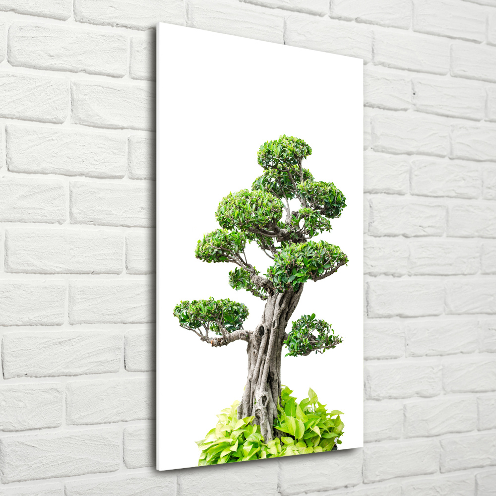 Photo printed on glass Bonsai tree