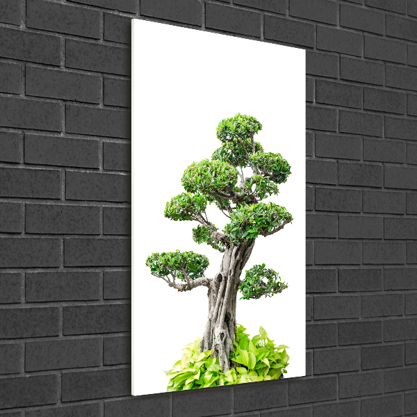 Photo printed on glass Bonsai tree