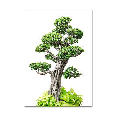 Photo printed on glass Bonsai tree