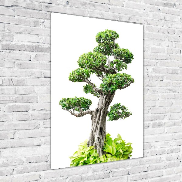 Photo printed on glass Bonsai tree