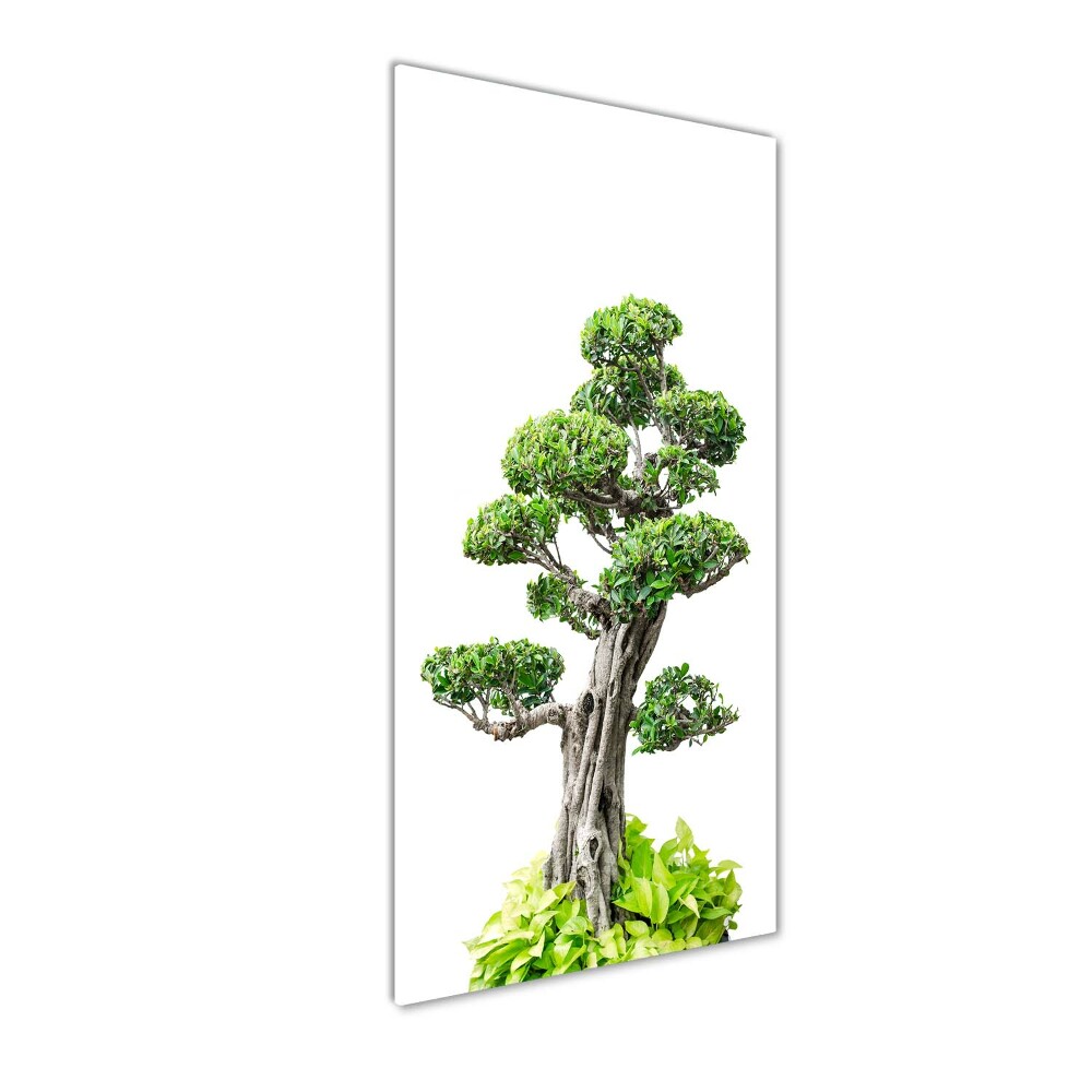 Photo printed on glass Bonsai tree