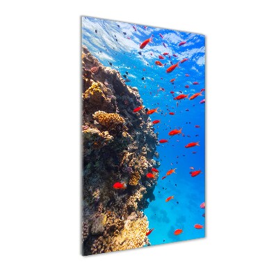 Wall art on glass Coral reef