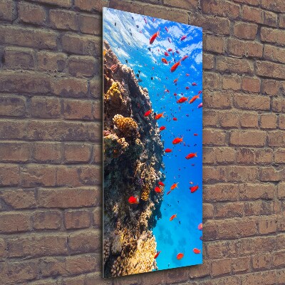 Wall art on glass Coral reef