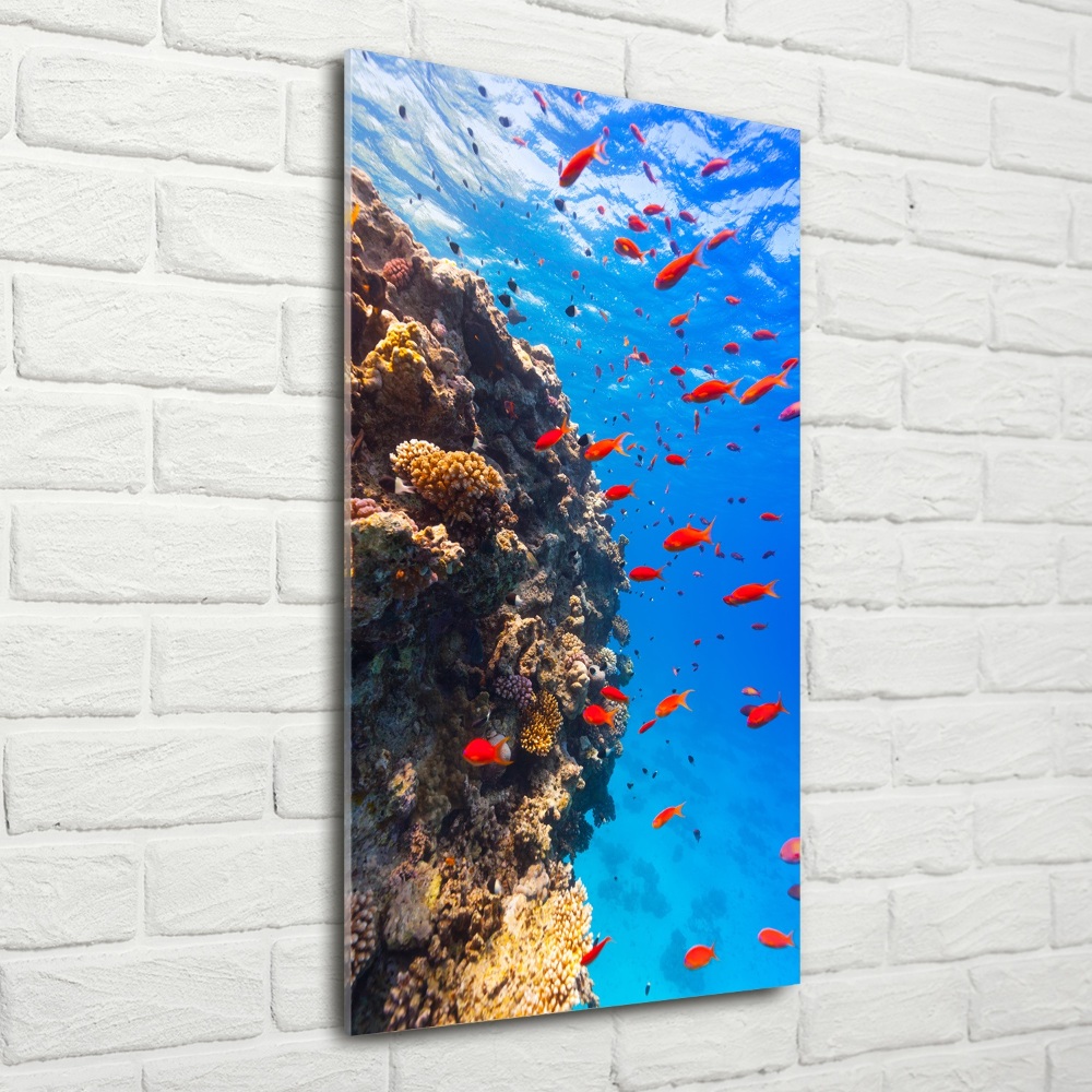 Wall art on glass Coral reef