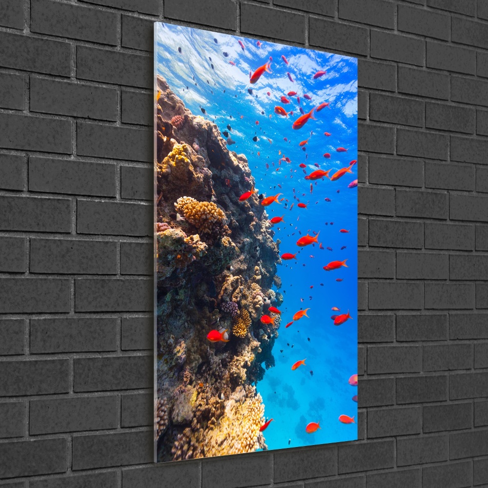 Wall art on glass Coral reef