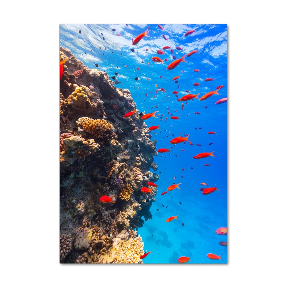 Wall art on glass Coral reef