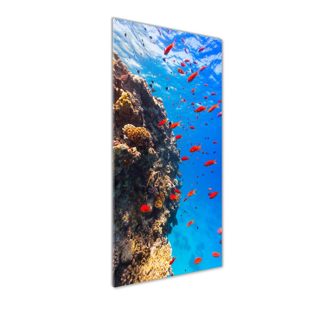 Wall art on glass Coral reef