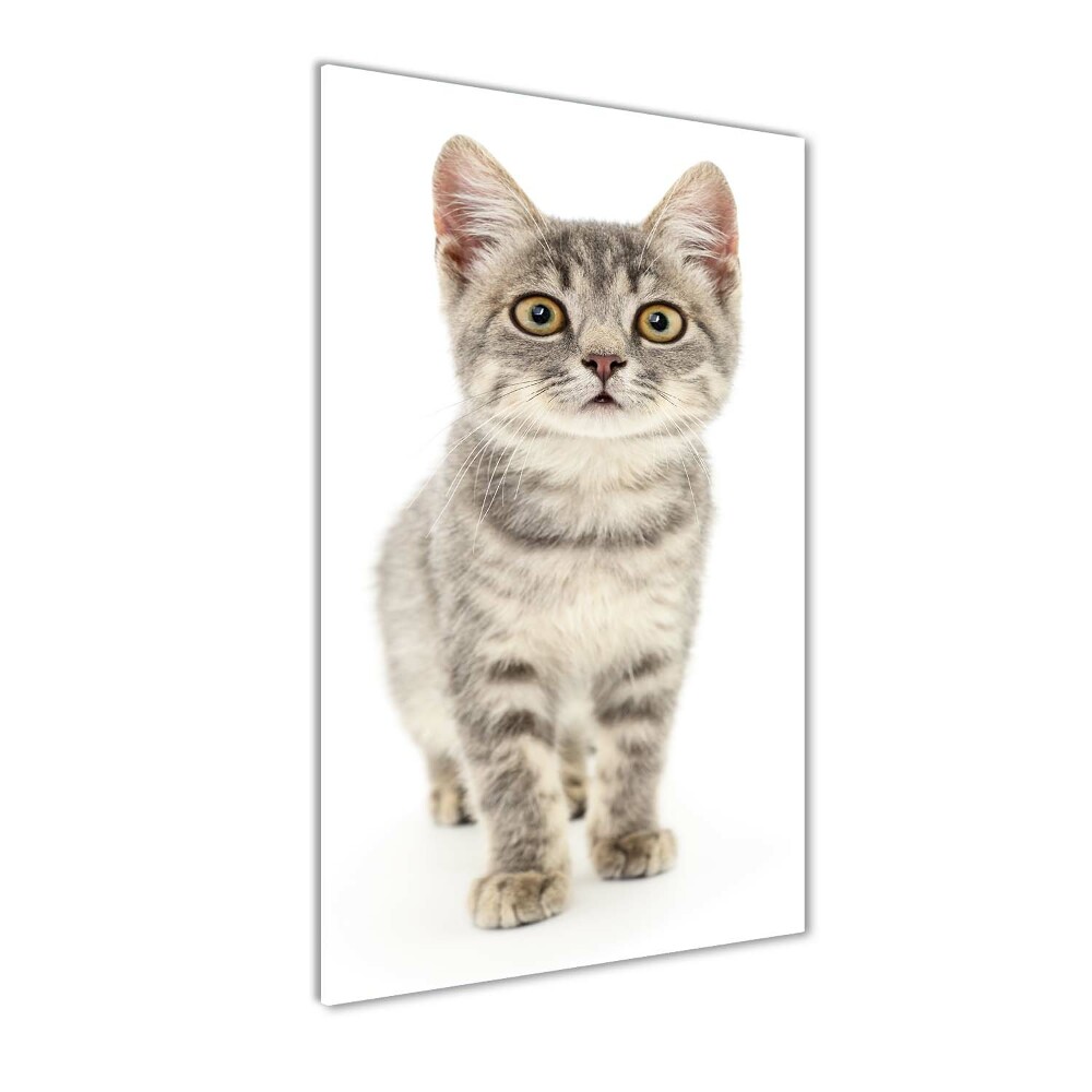 Wall art on glass Gray cat