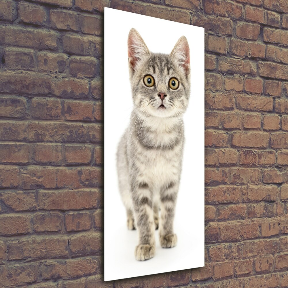 Wall art on glass Gray cat