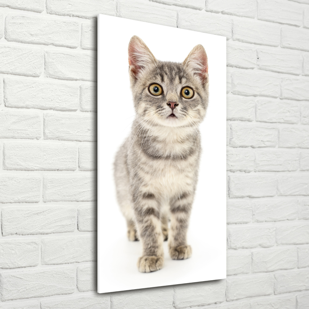 Wall art on glass Gray cat