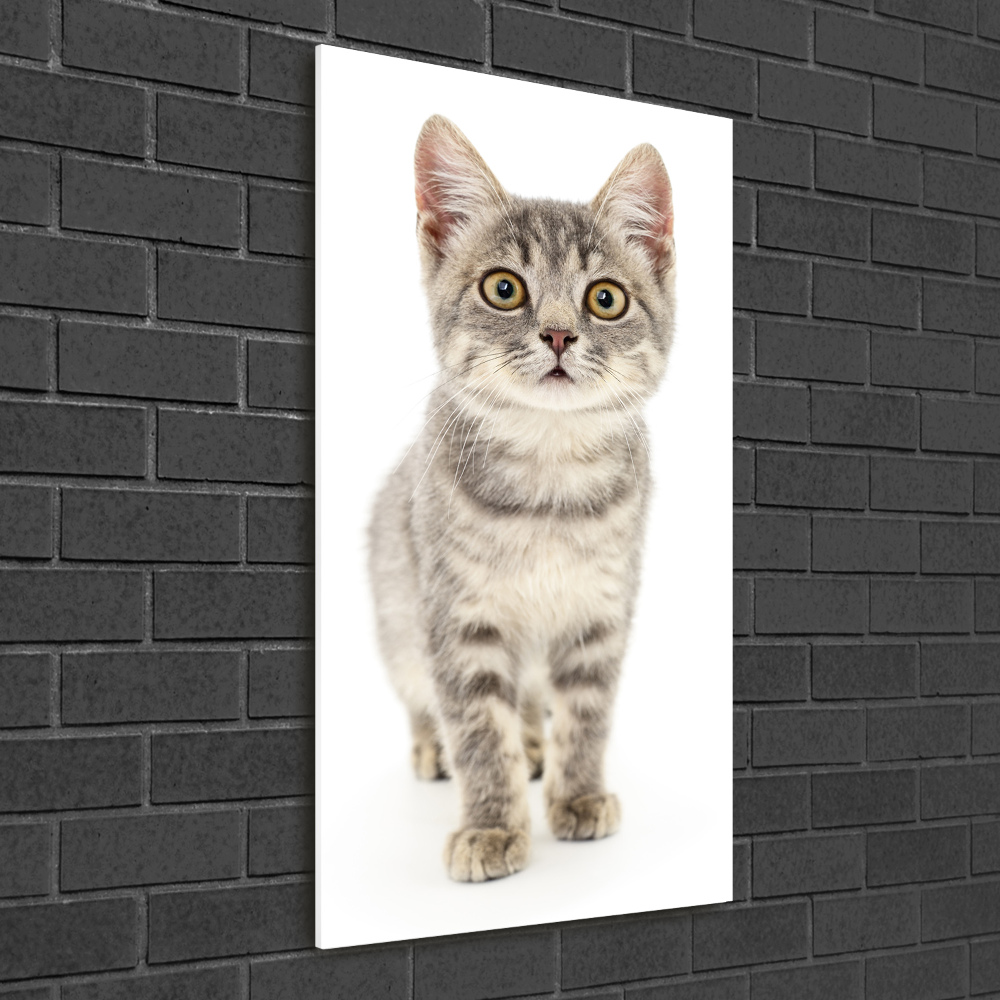 Wall art on glass Gray cat