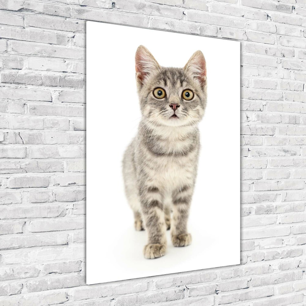 Wall art on glass Gray cat