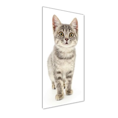 Wall art on glass Gray cat