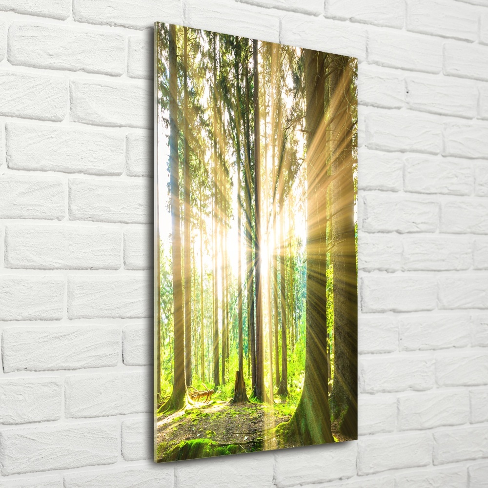 Glass wall art The sun in the forest