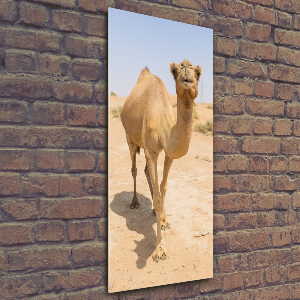 Wall art on glass A camel in the desert