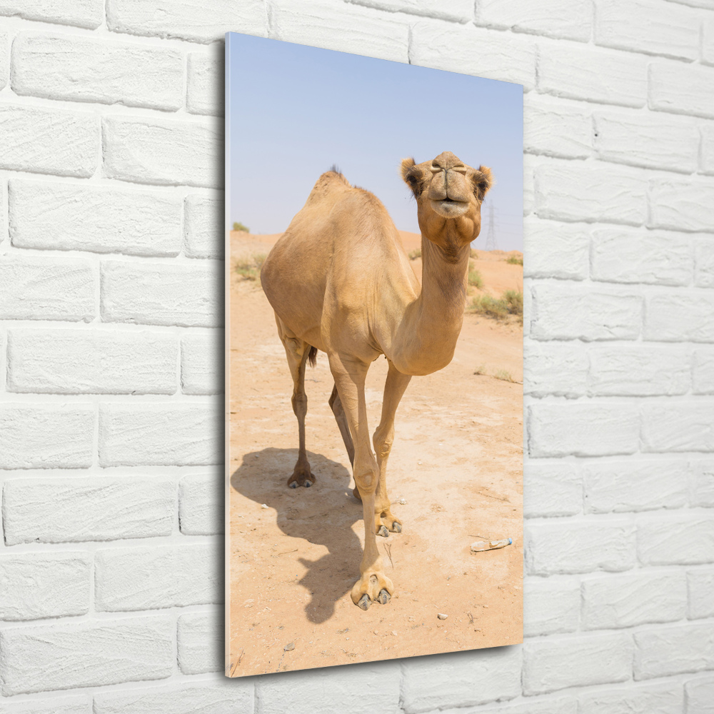 Wall art on glass A camel in the desert