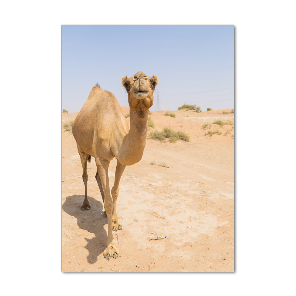 Wall art on glass A camel in the desert